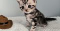 Brit rövidszőrű tabby kandúr – Odin