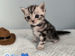 Brit rövidszőrű tabby kandúr – Odin
