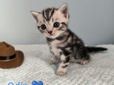 Brit rövidszőrű tabby kandúr – Odin