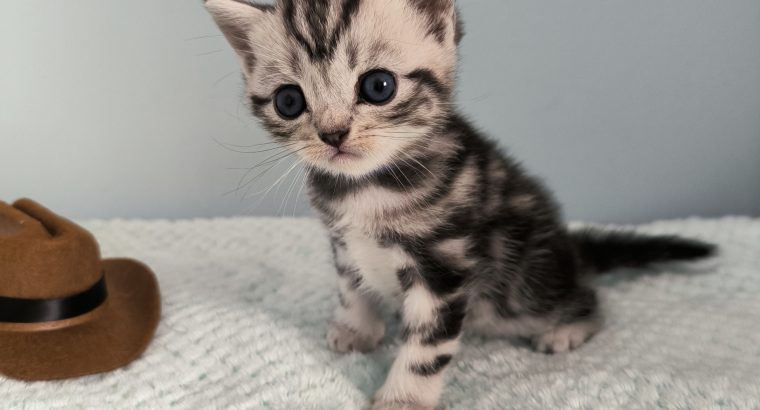 Brit rövidszőrű tabby kandúr – Odin