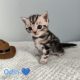 Brit rövidszőrű tabby kandúr – Odin