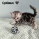 Brit rövidszőrű kandúr – Optimus