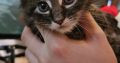 Barna cirmos maine coon kandúr