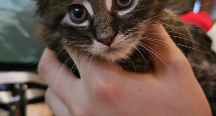 Barna cirmos maine coon kandúr