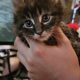 Barna cirmos maine coon kandúr