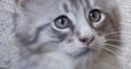 Maine coon ezüst cirmos kandúr