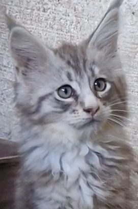 Maine coon ezüst cirmos kandúr