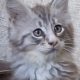 Maine coon ezüst cirmos kandúr