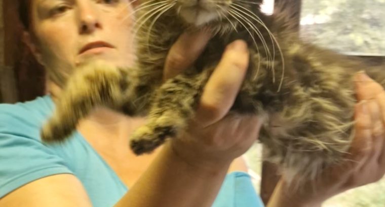 Barna cirmos maine coon kandúr