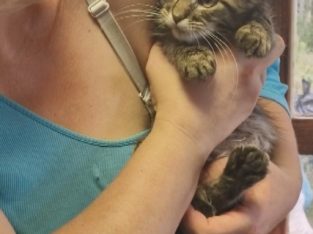 Barna cirmos maine coon kandúr