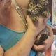 Barna cirmos maine coon kandúr