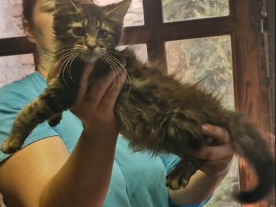 Barna cirmos maine coon kandúr