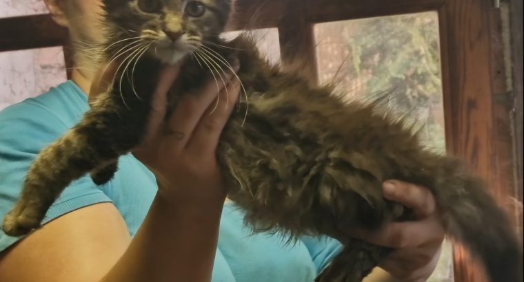 Barna cirmos maine coon kandúr