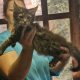 Barna cirmos maine coon kandúr