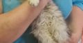 Maine coon ezüst cirmos kandúr