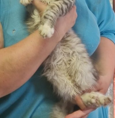 Maine coon ezüst cirmos kandúr