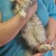 Maine coon ezüst cirmos kandúr