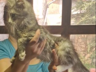 Maine coon ezüst cirmos kandúr