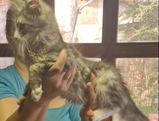 Maine coon ezüst cirmos kandúr