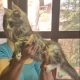 Maine coon ezüst cirmos kandúr