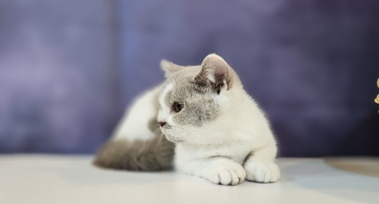 Lila harlekin kislány