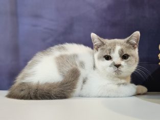 Lila harlekin kislány