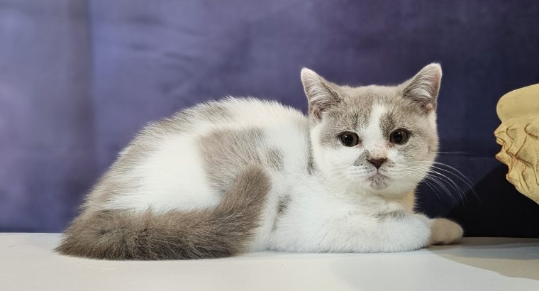 Lila harlekin kislány