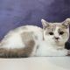 Lila harlekin kislány