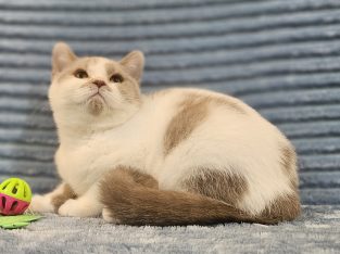 Lila harlekin kislány