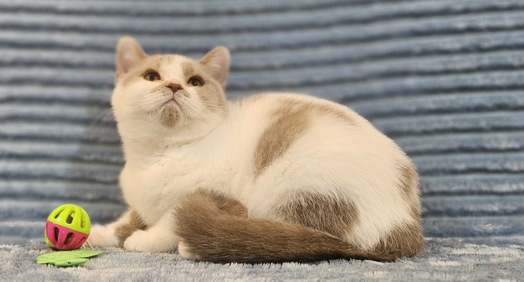 Lila harlekin kislány