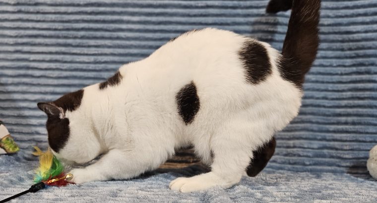 Csokoládé harlekin kandúr