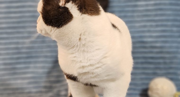 Csokoládé harlekin kandúr