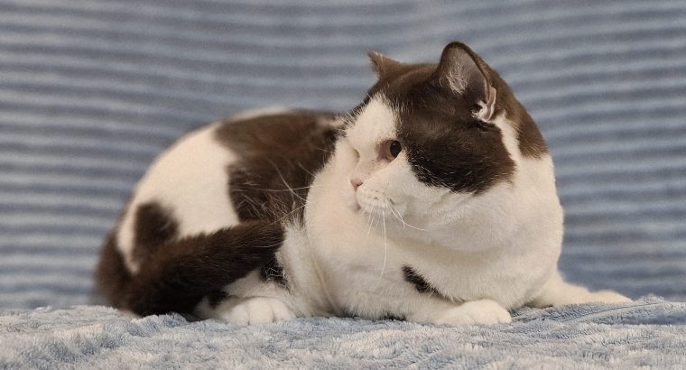 Csokoládé harlekin kandúr