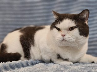 Csokoládé harlekin kandúr