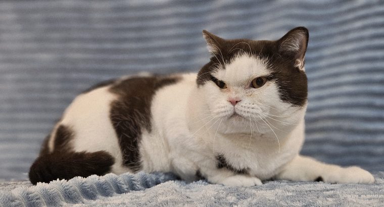 Csokoládé harlekin kandúr