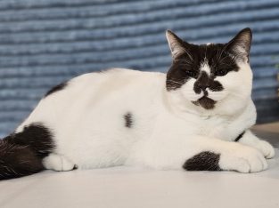 Csoki harlekin cicalány