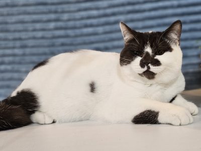 Csoki harlekin cicalány