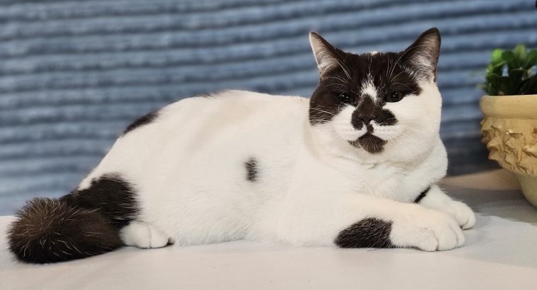 Csoki harlekin cicalány