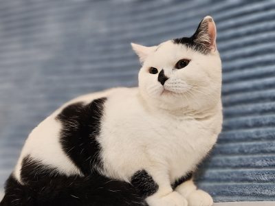 Fekete harlequin kisfiú