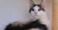Happy Big Paws Jade kisasszony