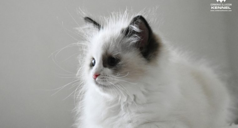 Bájos, doromboló Ragdoll kislány