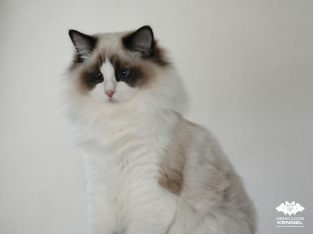 Bájos, doromboló Ragdoll kislány