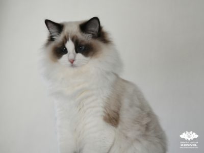 Bájos, doromboló Ragdoll kislány