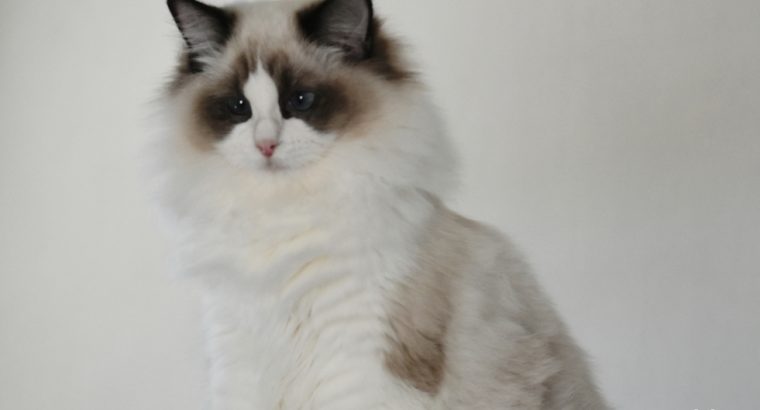 Bájos, doromboló Ragdoll kislány