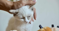 Ragdoll