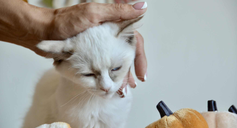 Ragdoll