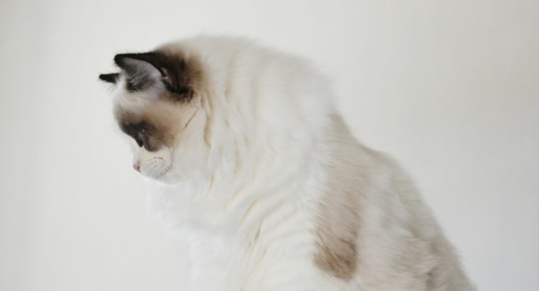 Bájos, doromboló Ragdoll kislány