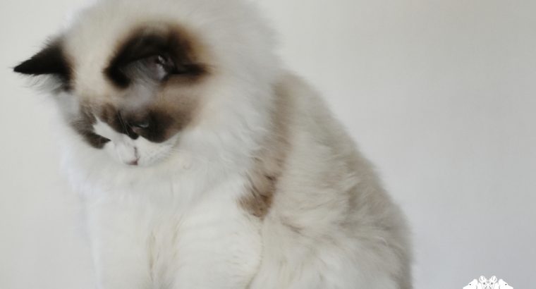 Bájos, doromboló Ragdoll kislány