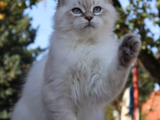 Szibériai neva masquerade kandúr