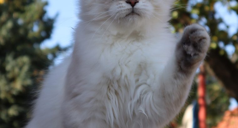 Szibériai neva masquerade kandúr